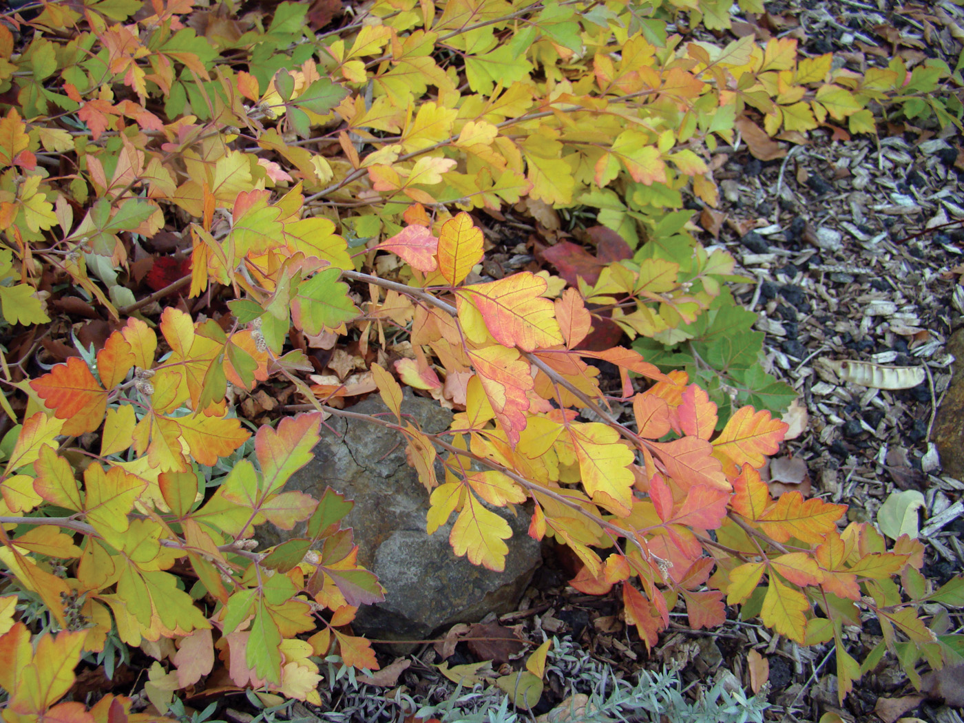 Zumaque trifoliado 'Autumn Amber'_Selección de plantas ctsy