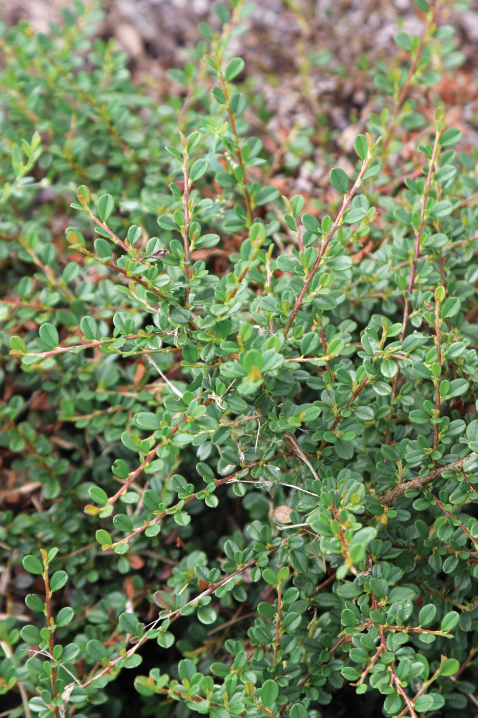 Subtítulo 'El hallazgo de Streib'