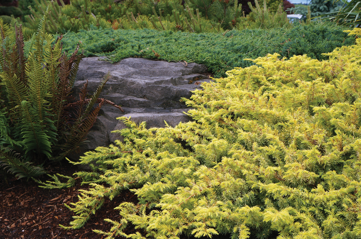 Embalaje de enebro lleno de oro. 