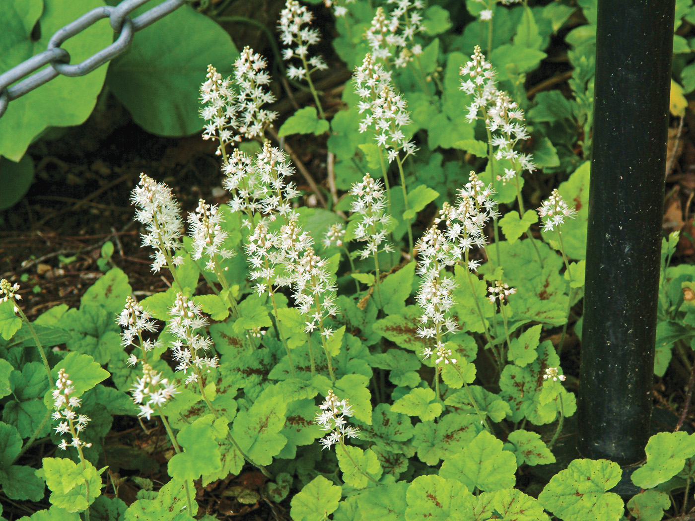 Tiarella cordifolia 'Tapiz corriendo'
