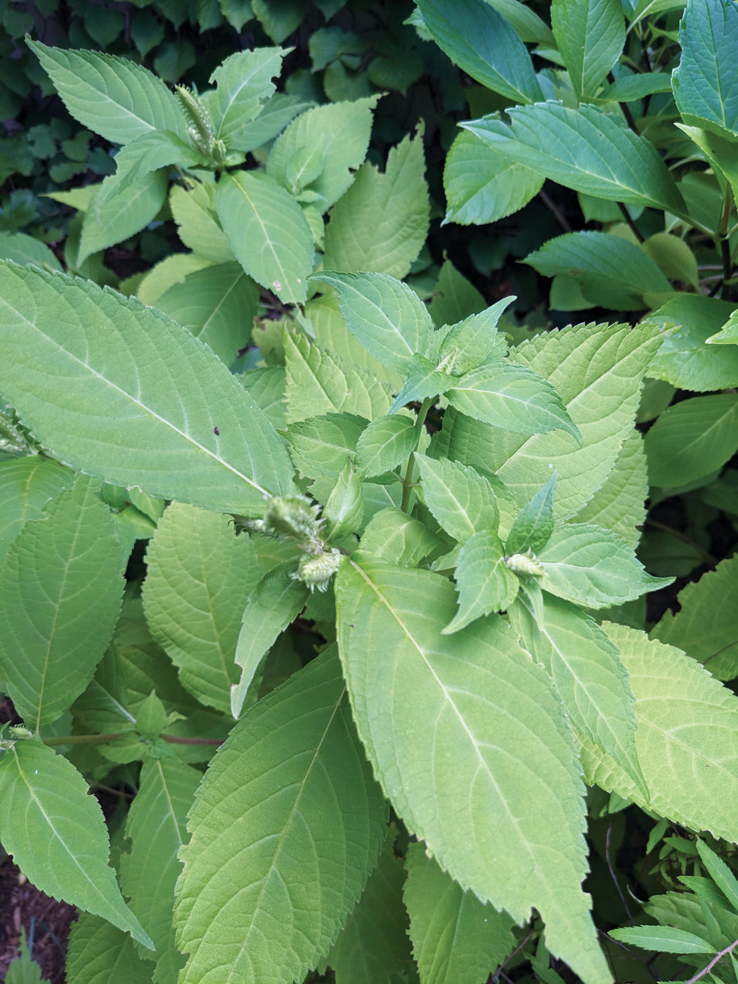 Leucosceptrum Golden Angel