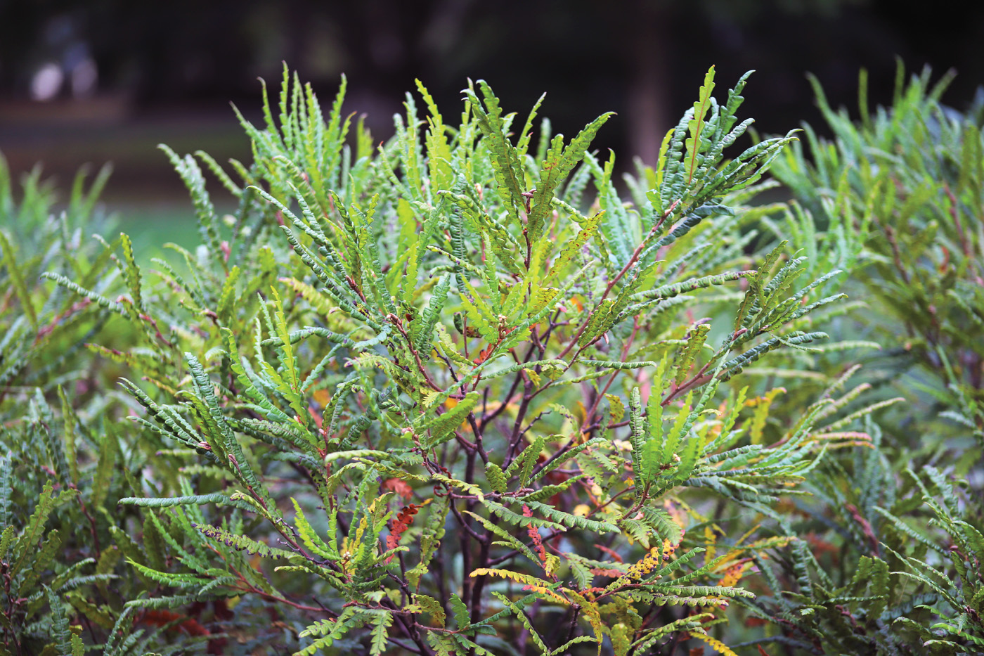 Comptonia peregrina_ctsy Betsy Ekholm