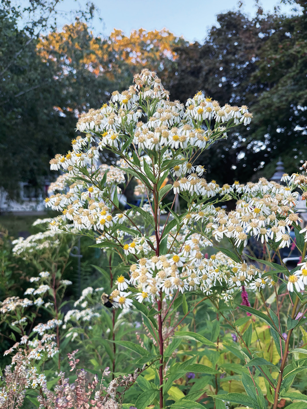 Apiacea ctsy Betsy Ekholm