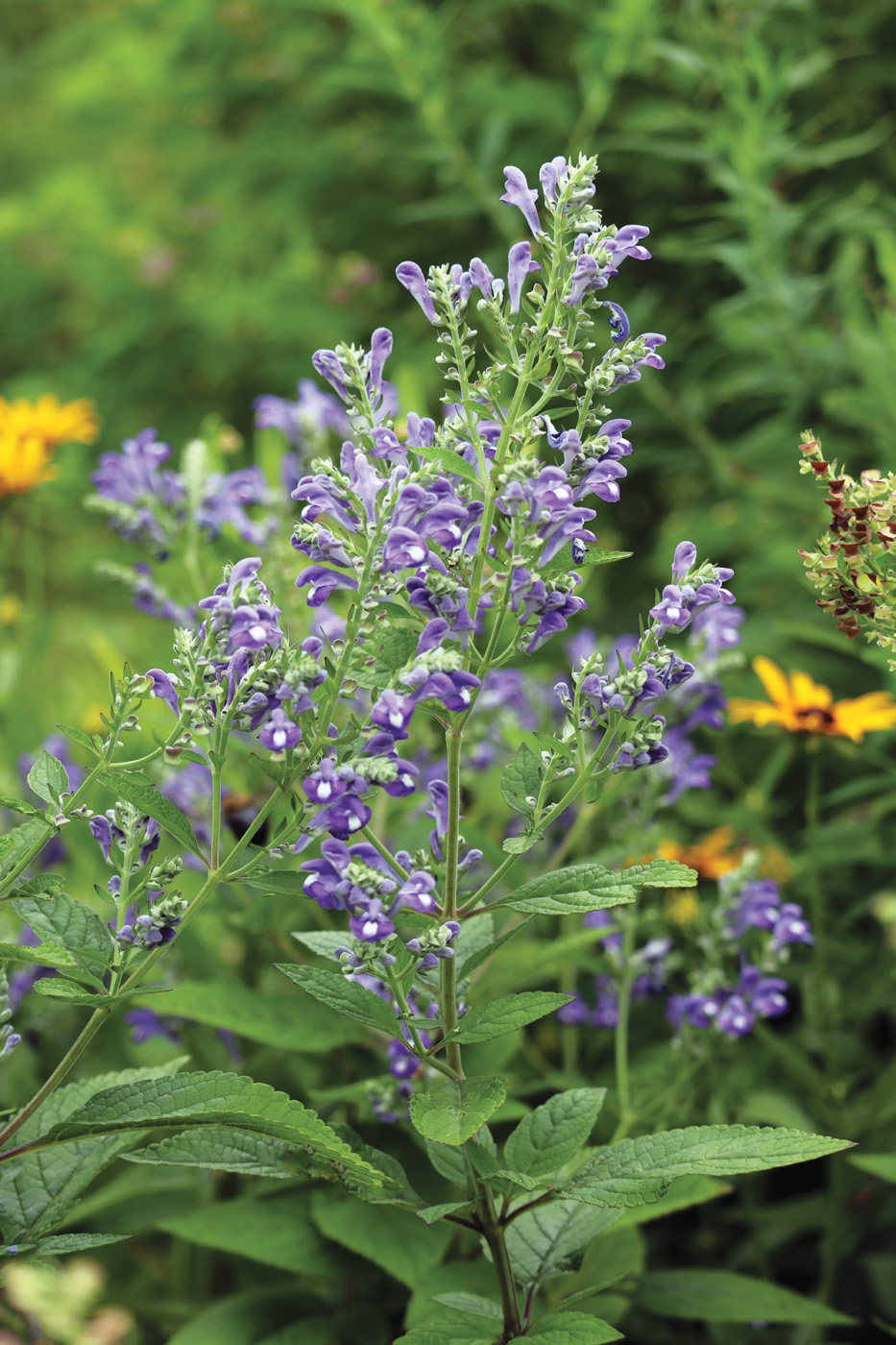 Fotografía de la escutelaria: Nancy J Ondra 