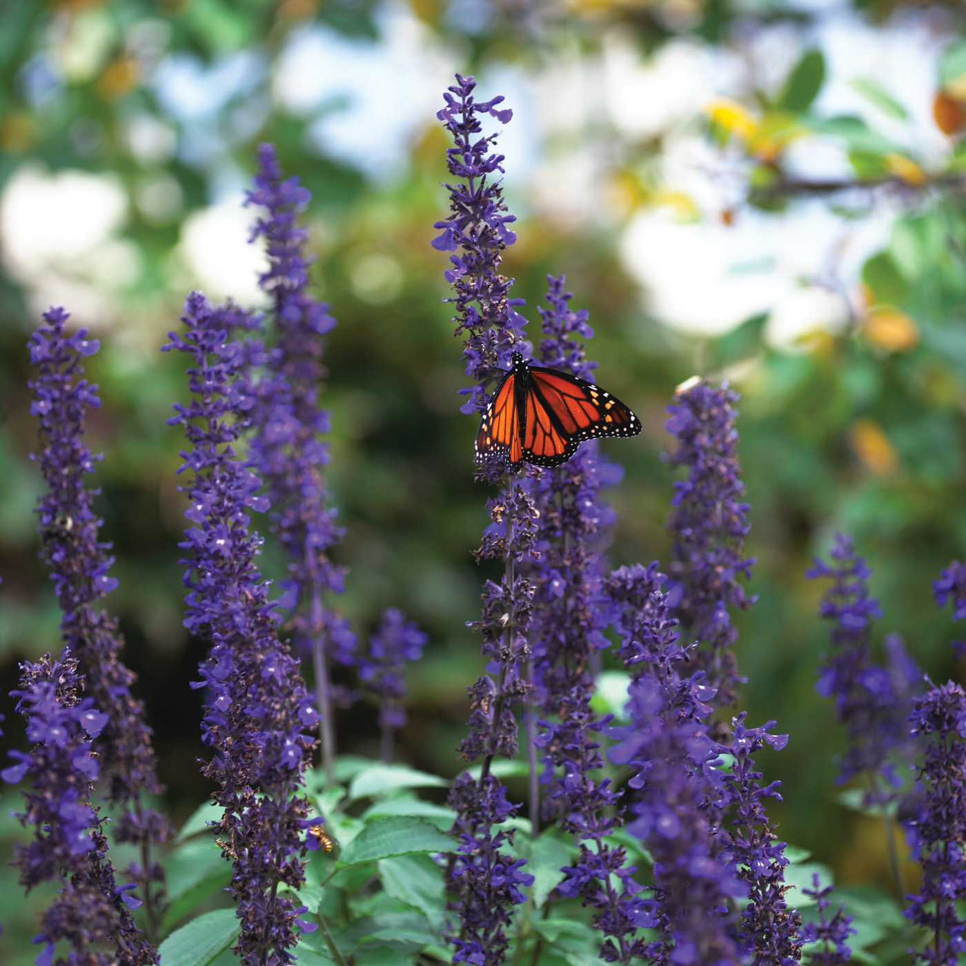 Foto de salvia azul en polvo de David McClure