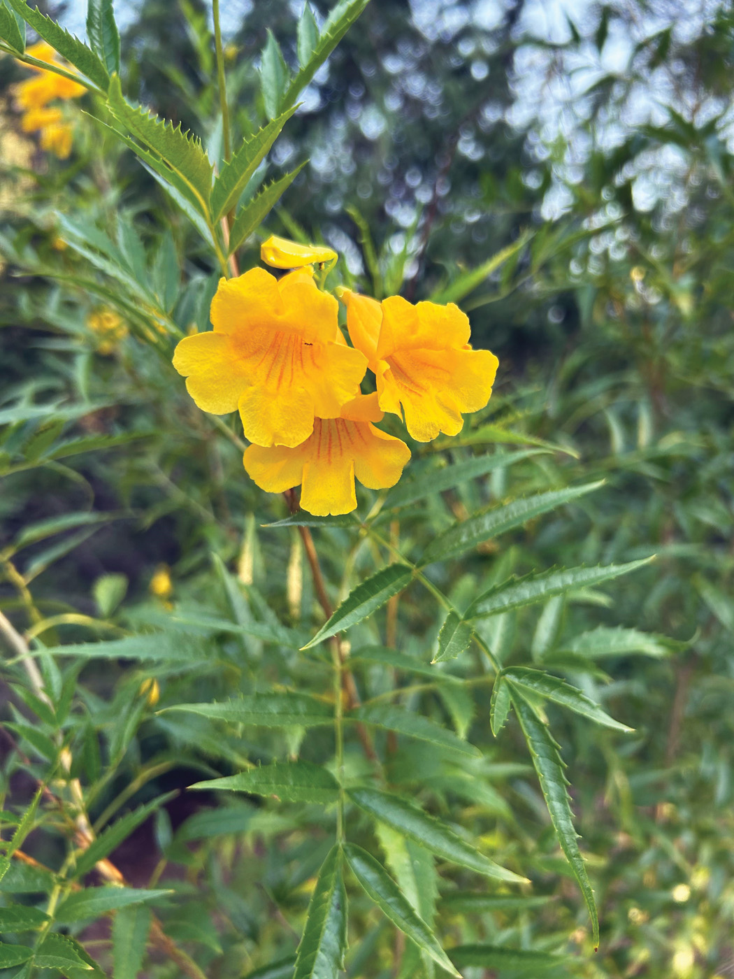 Maestros de las telecomunicaciones