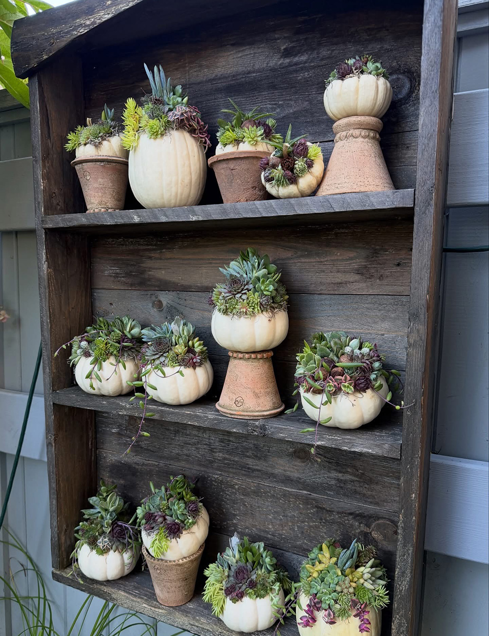 small white pumpkins decorated with succulents