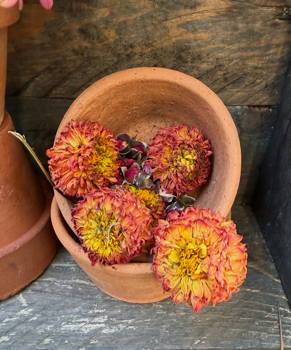 dried dahlia flowers