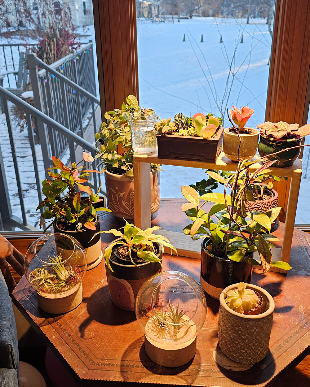 houseplant collection in front of windows