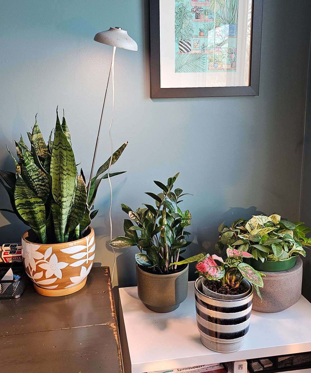 various houseplants on desk