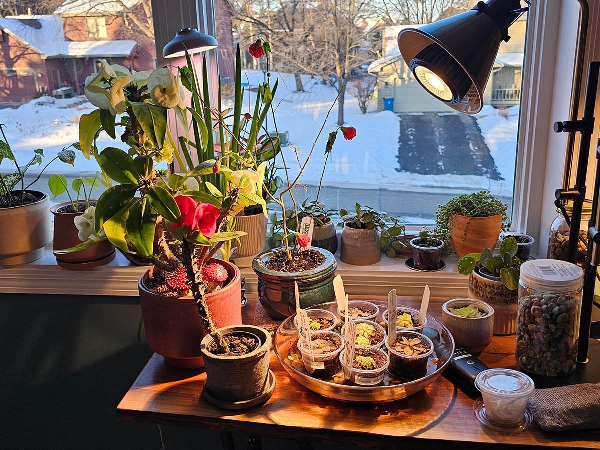 houseplants under a grow light in front of a window in winter