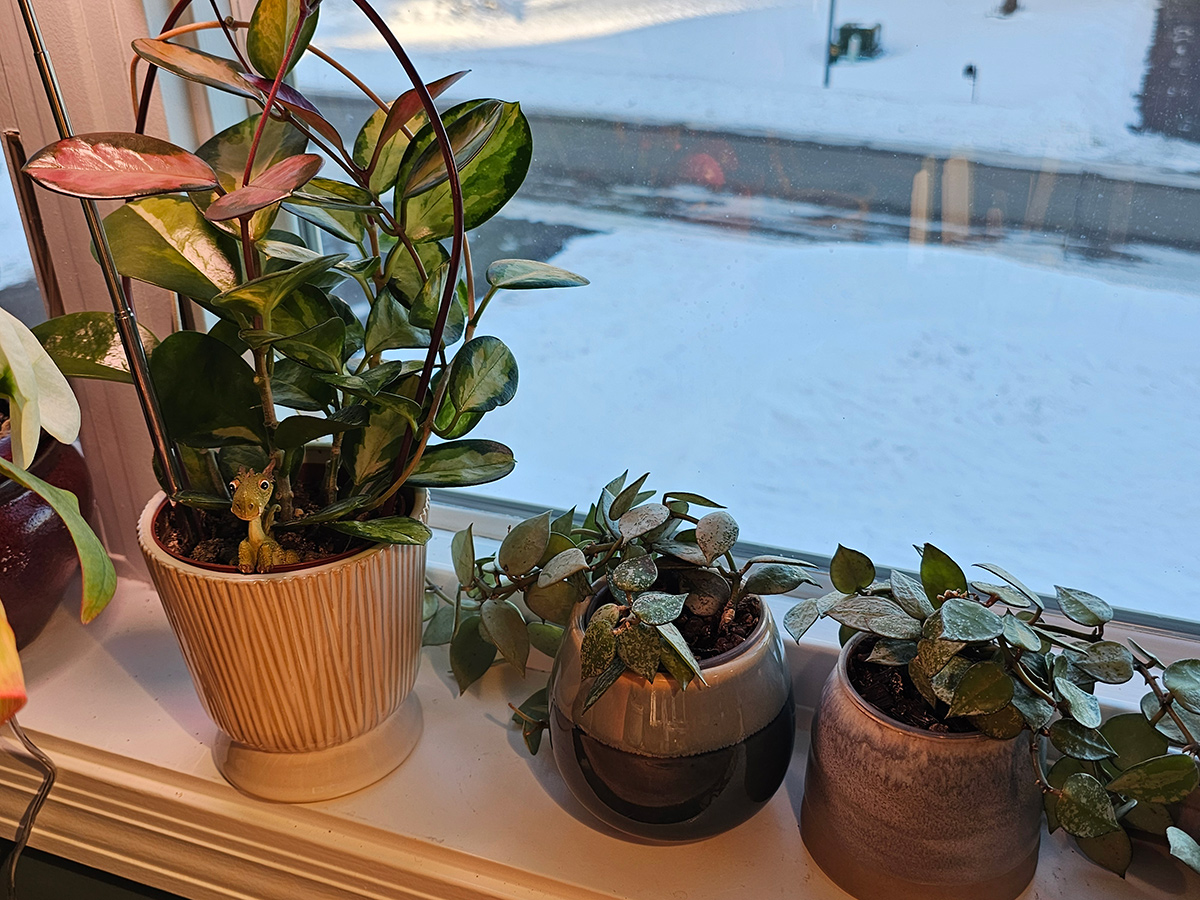 three houseplants in front of a window with snow outside