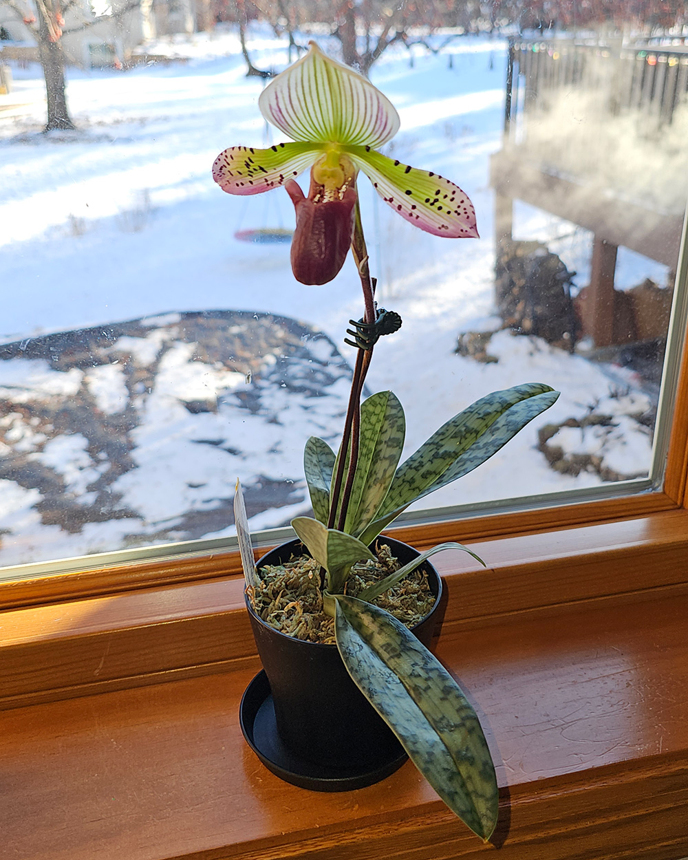 houseplant with a flower in front of a window