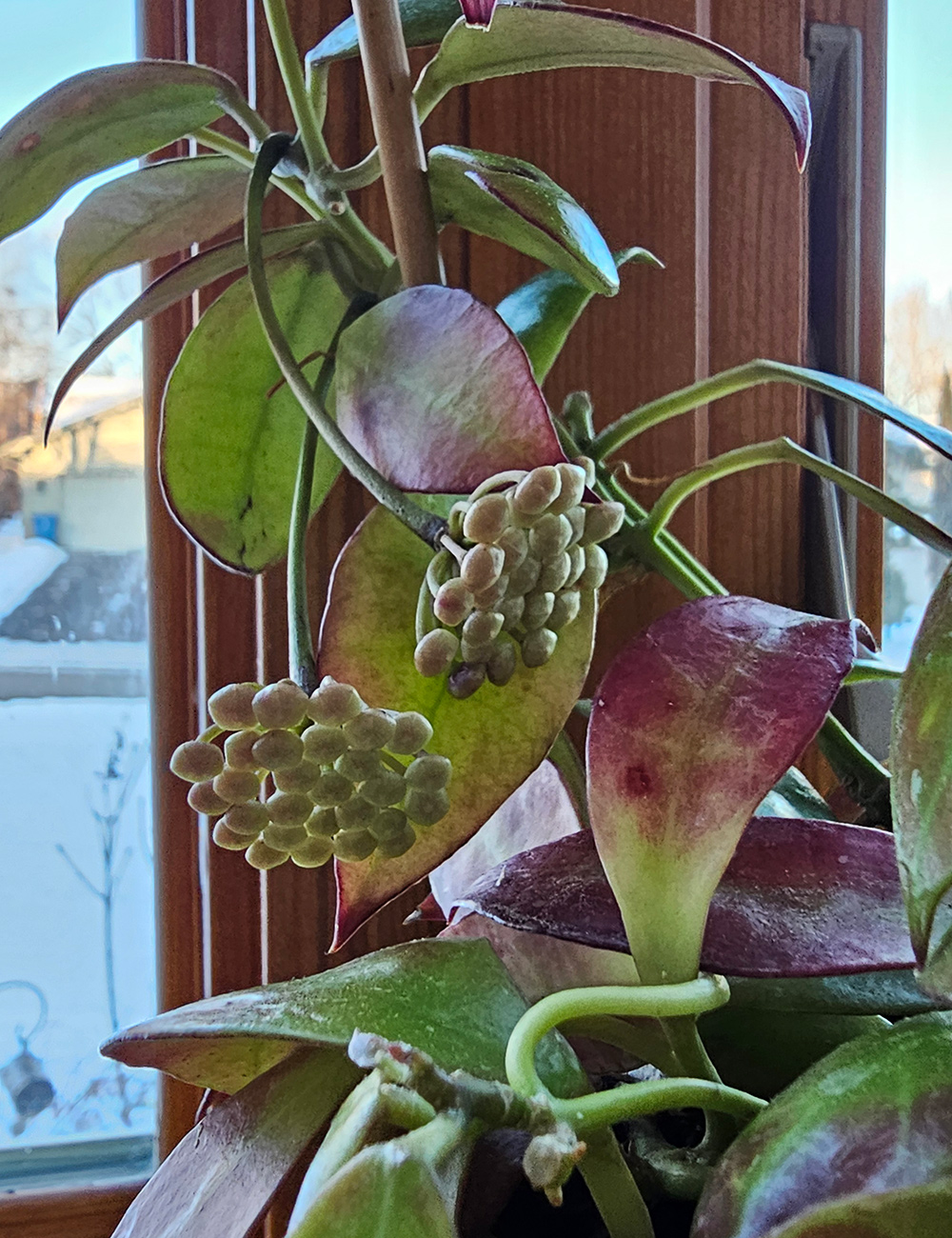 houseplant with rose-colored foliage and large clusters of flower buds