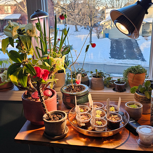 Indoor Plants - Fine Gardening