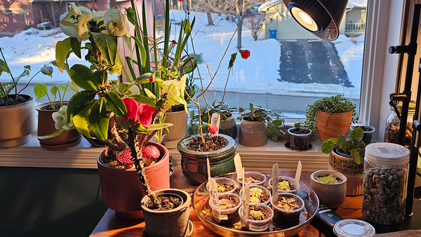 Low-Light Indoor Plants with Unique Foliage - Fine Gardening