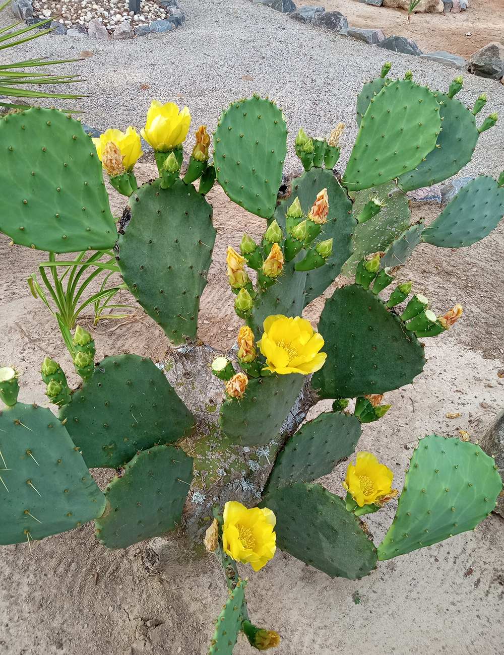 cactus with bright yellow flowers