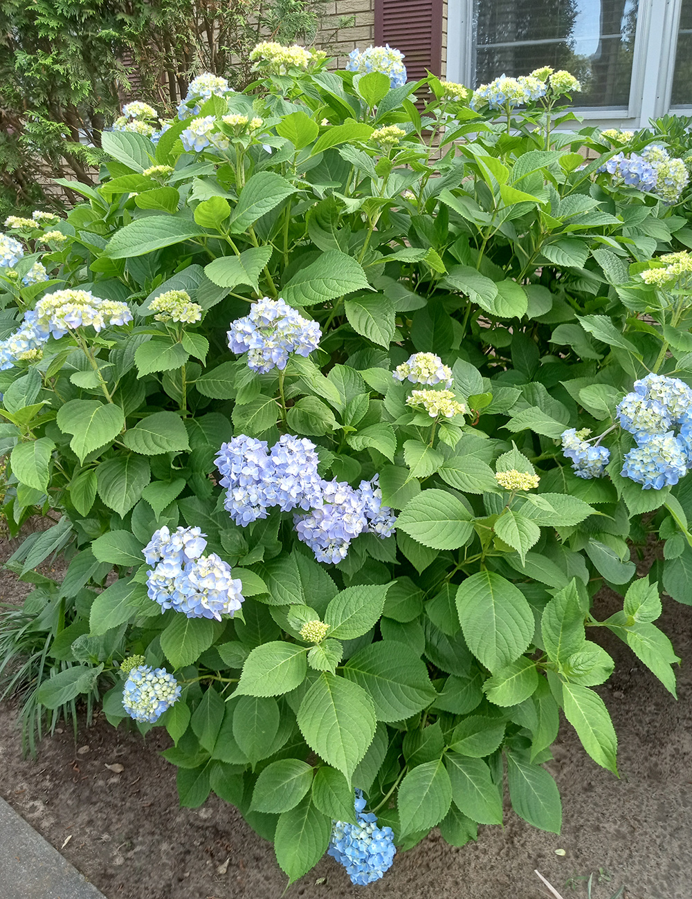 hydrangea with blue blooms