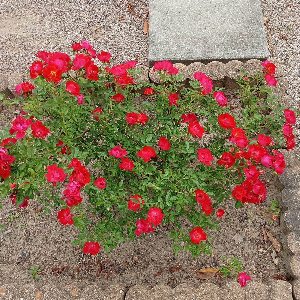 small rosebush with red flowers