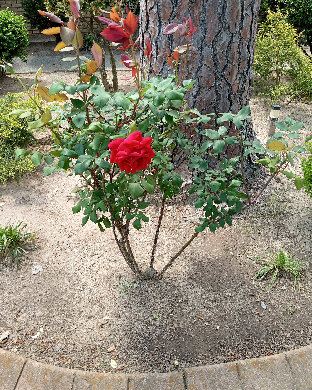 rosebush with a single red flower
