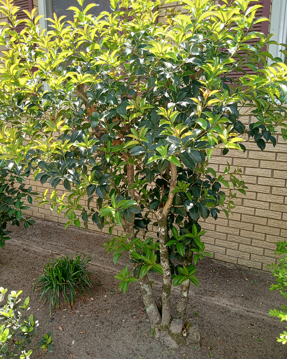 shrub with shiny green foliage