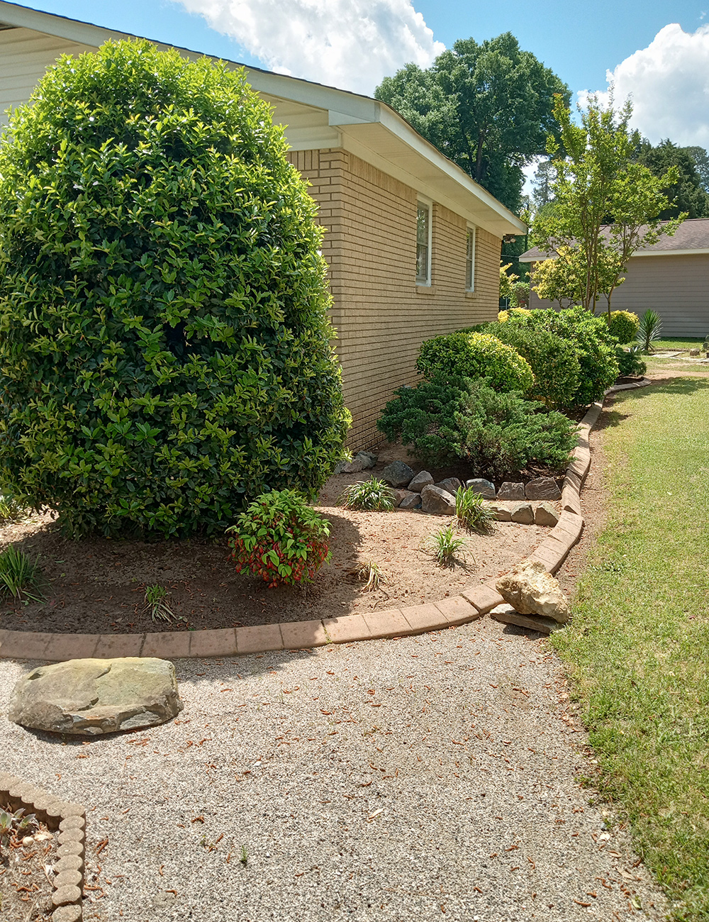 various evergreens in foundation beds