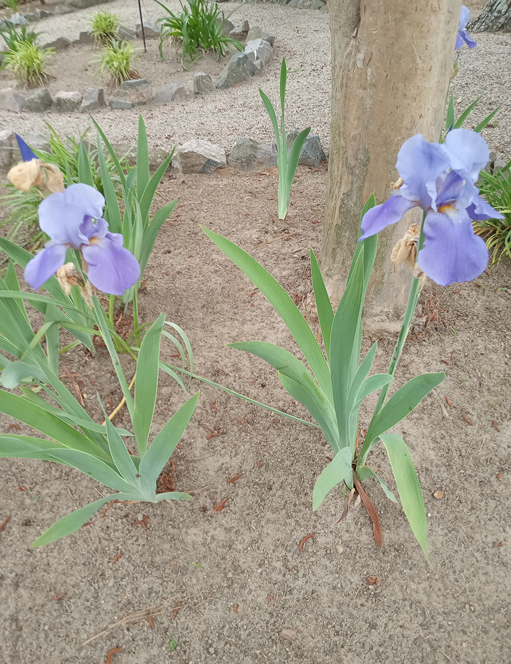 light purple irises