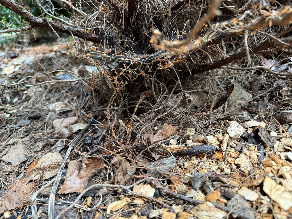 view of bare base of plant