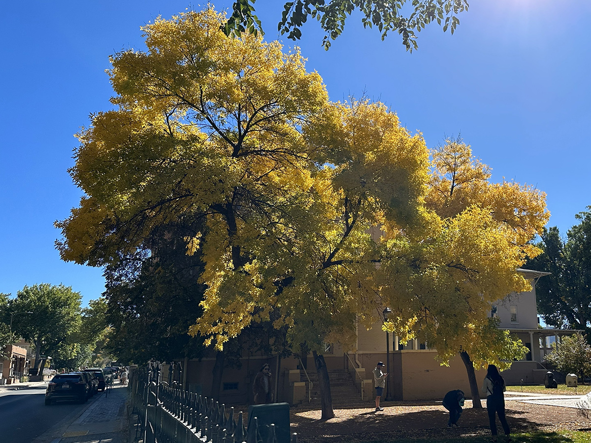 green ash with bright yellow fall foliage