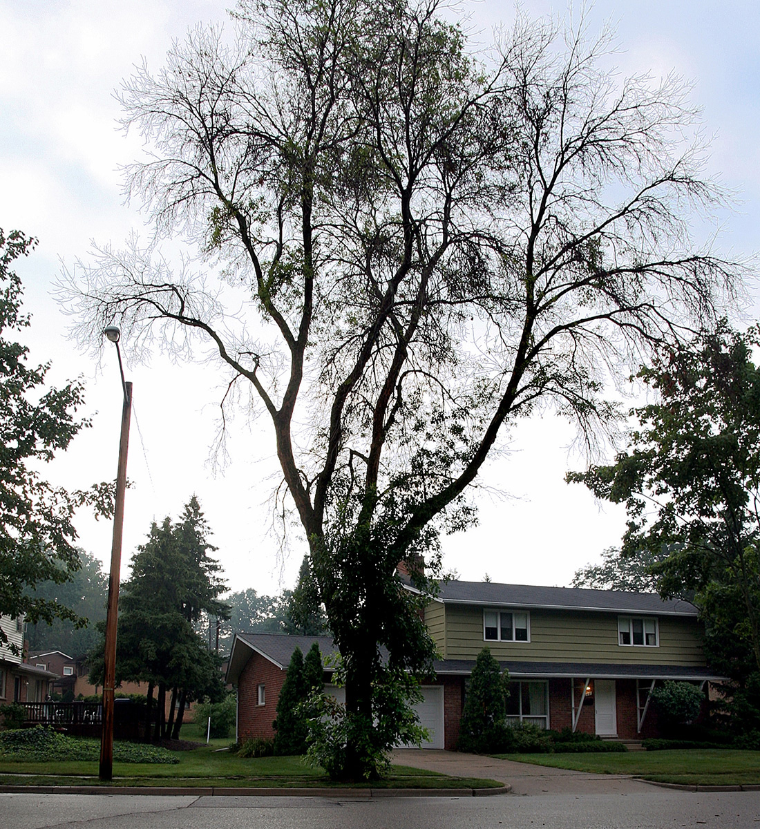 green ash infested with EAB