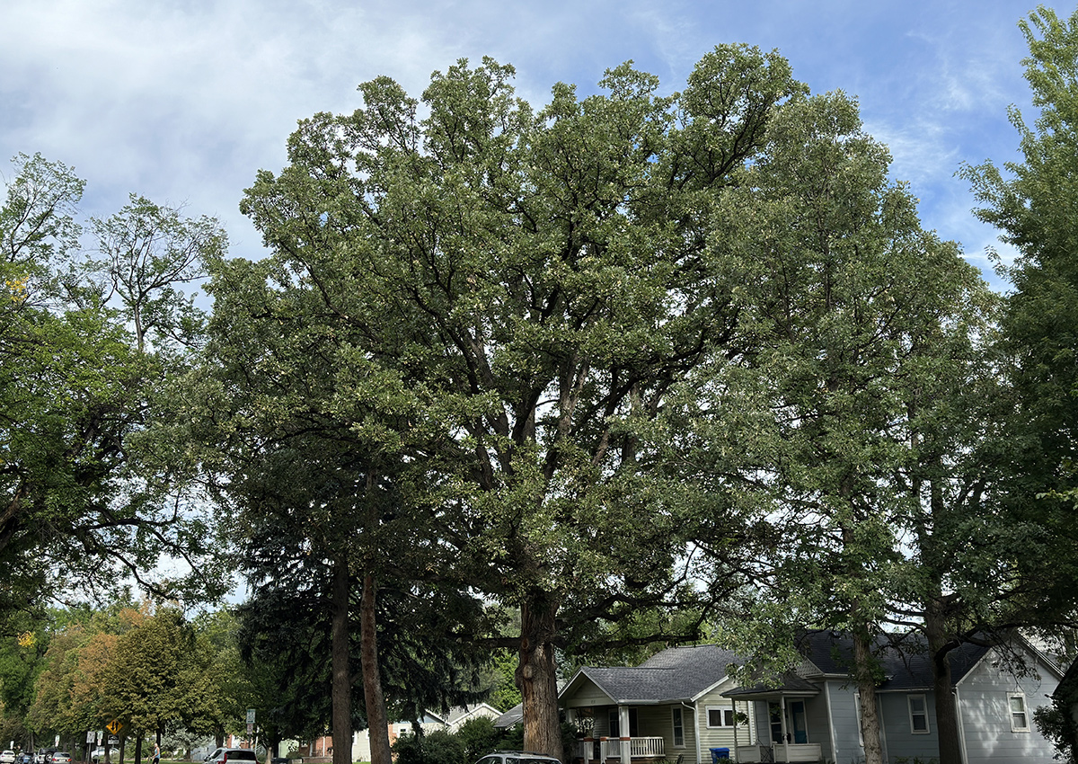 large bur oak