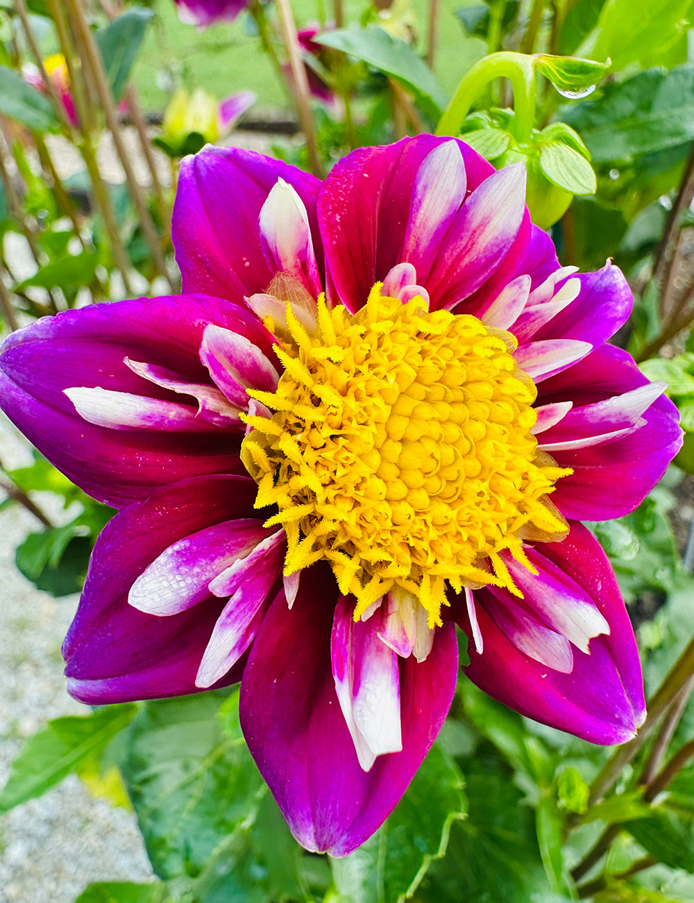 pink and white dahlia