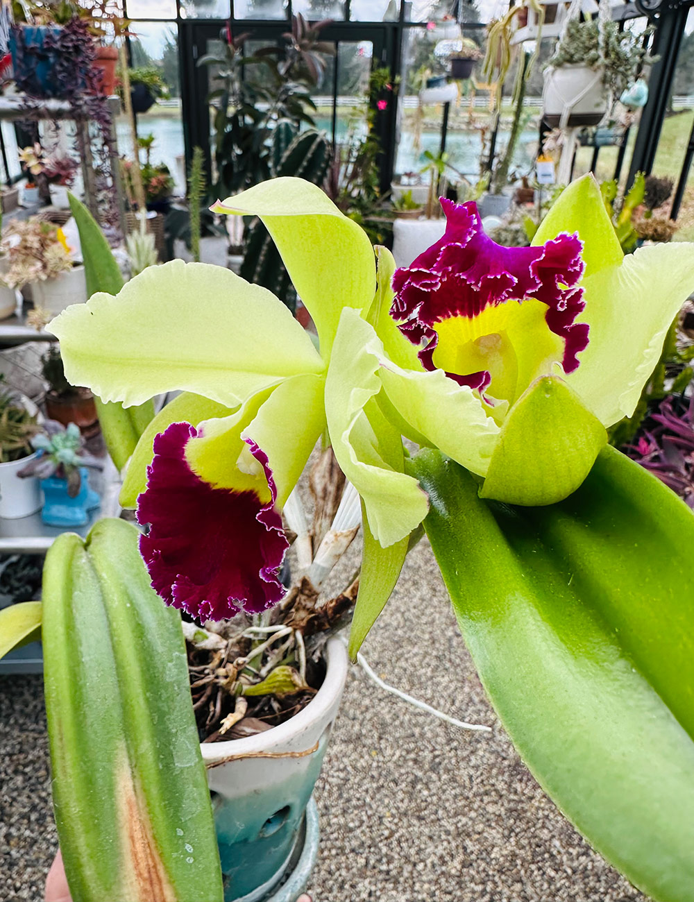 Cattleya orchid