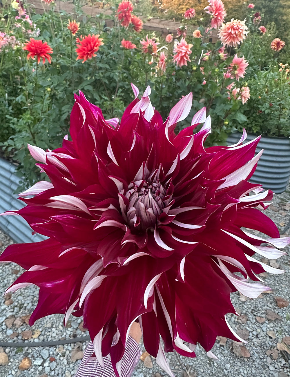 My Hero dahlia