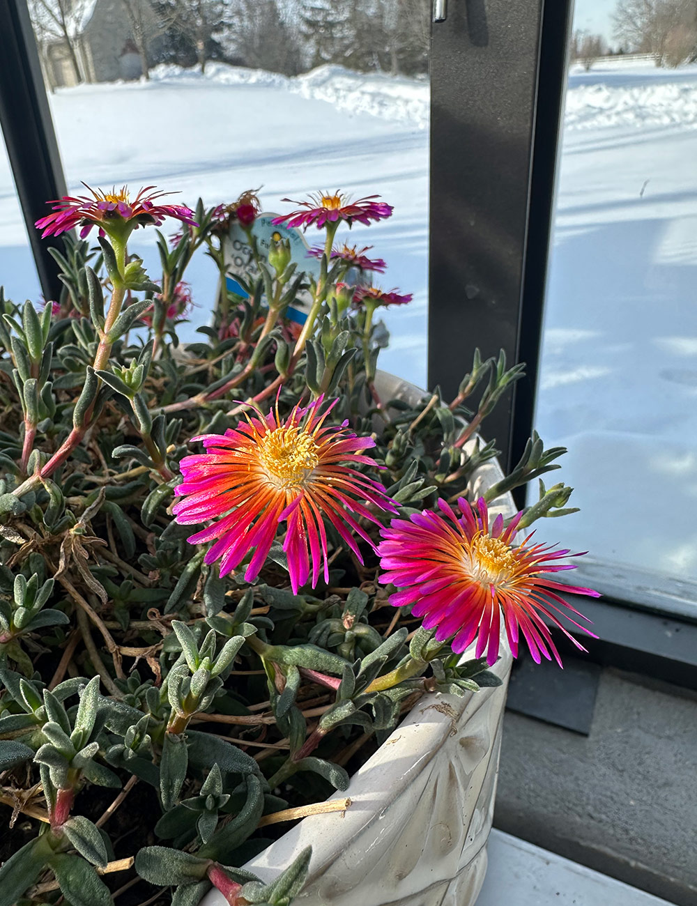 bright yellow iceplant