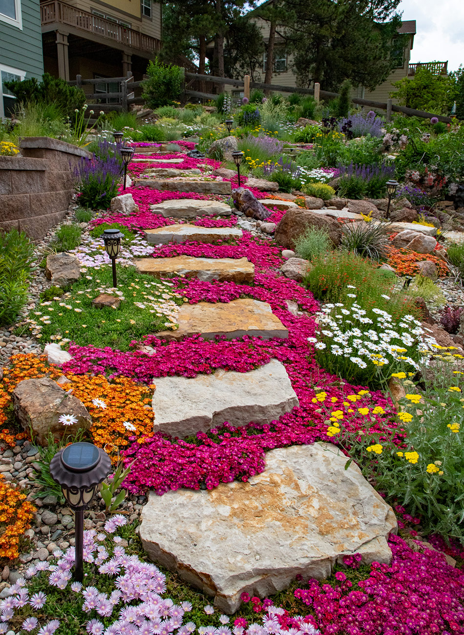stepping stone path surrounded by ground covers
