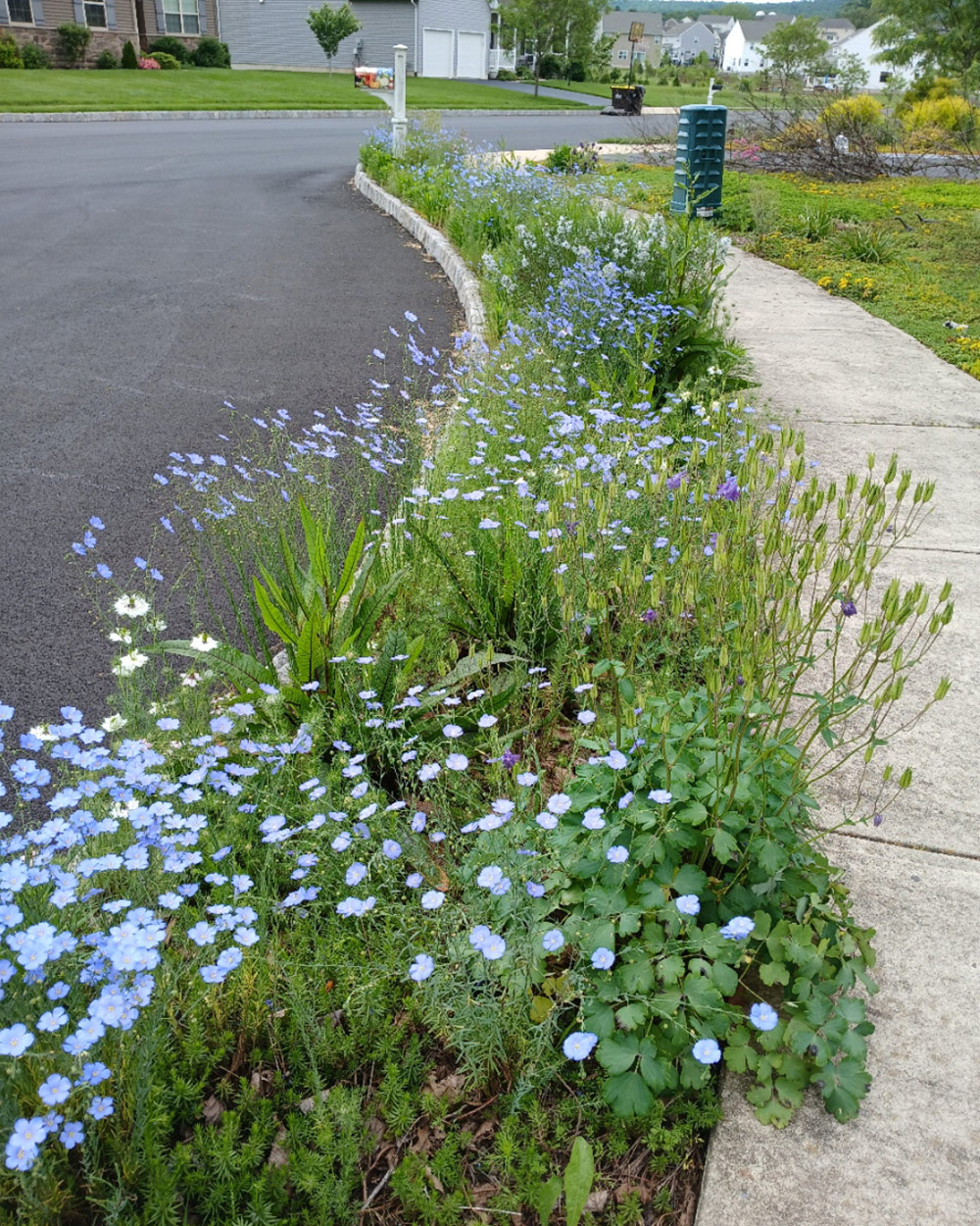 hellstrip planting with light blue flowers