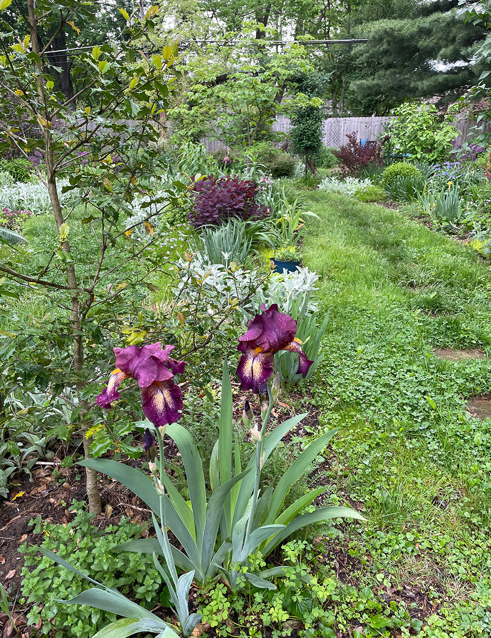 spring garden with purple irises in the foreground