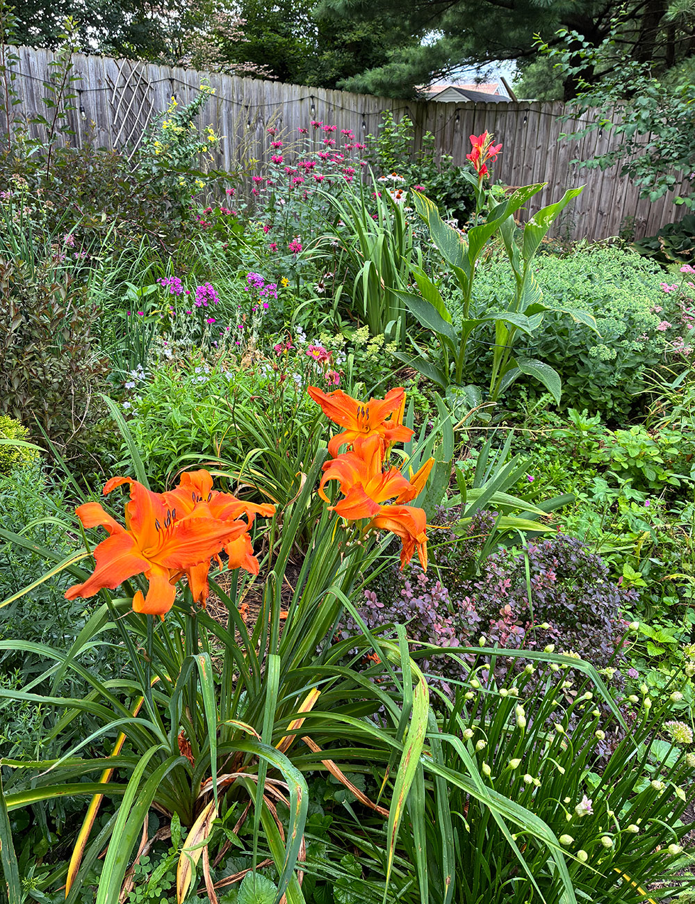 bright orange lilies in summer garden