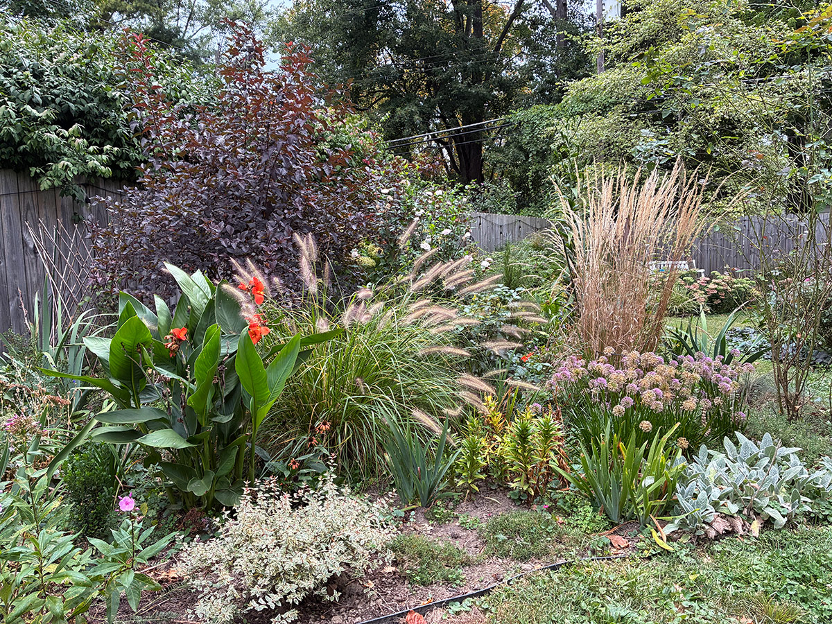 ornamental grasses in late summer garden