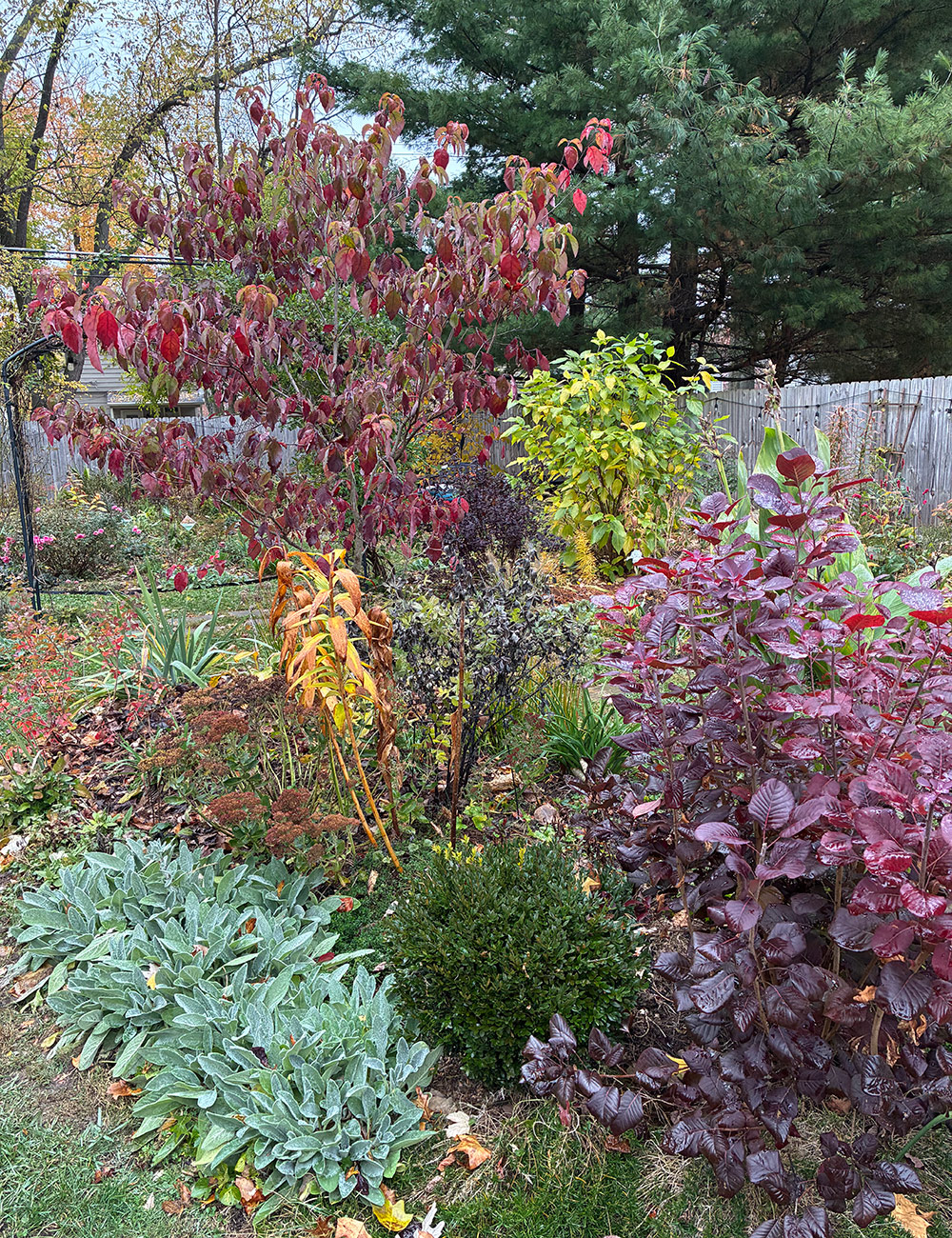 colorful foliage in late fall garden