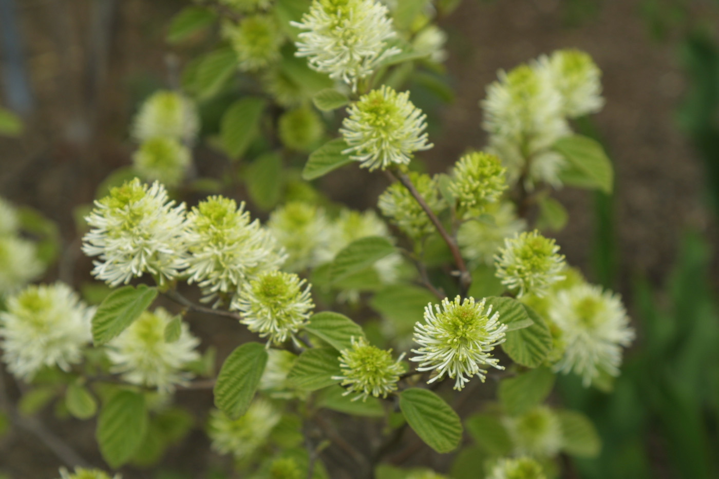 Fothergilla enana que florece en primavera