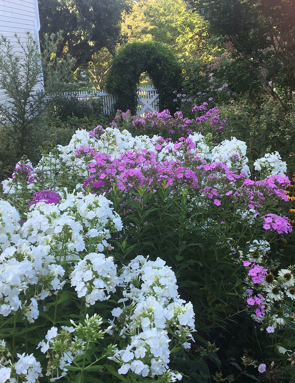 mass planting of white and pink garden phlox