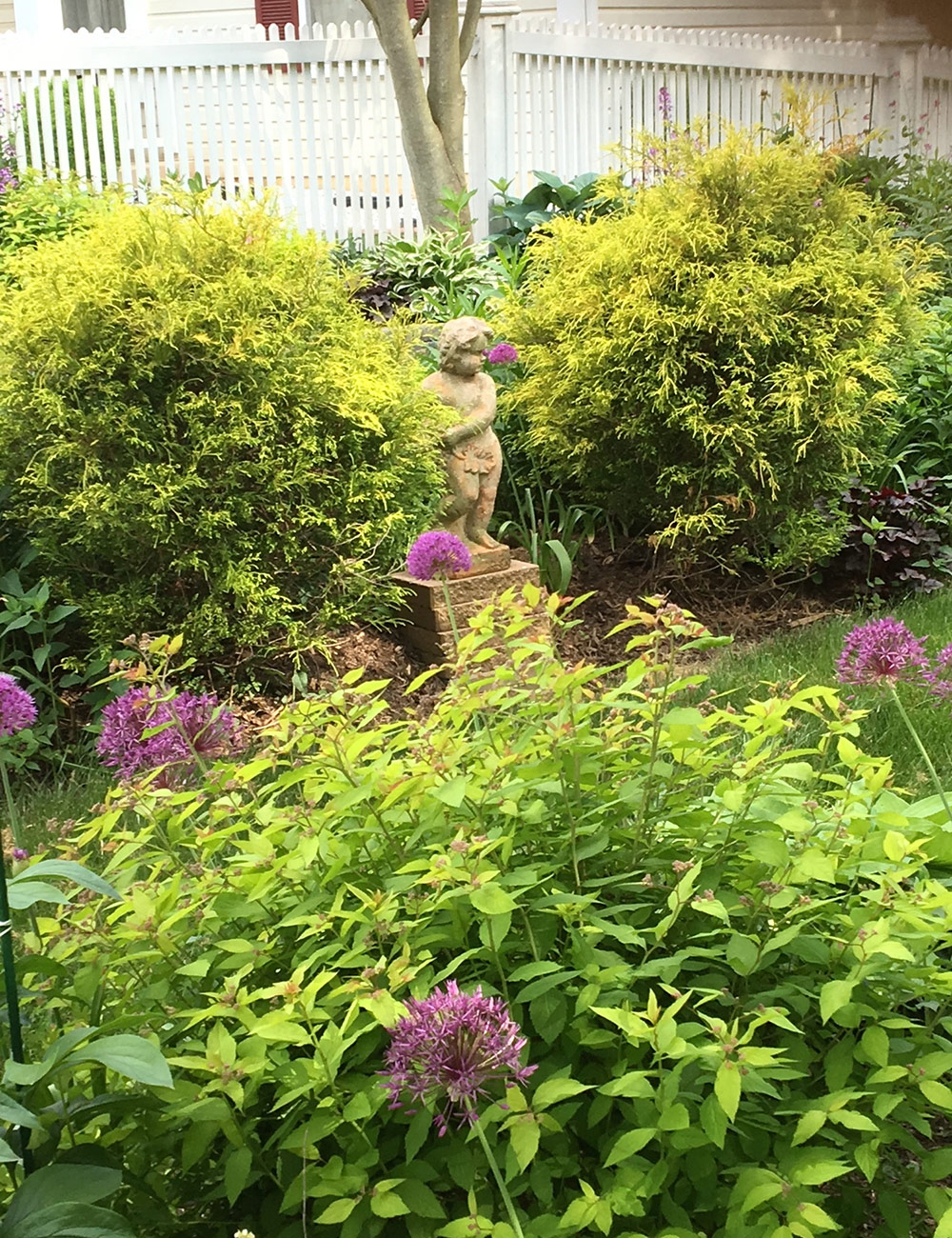 chartreuse shrubs with purple flowers