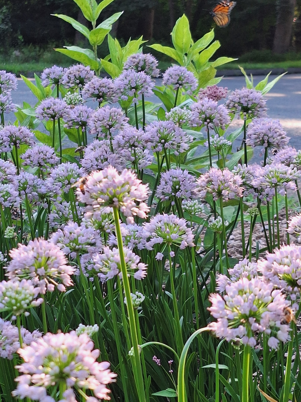Allium 'Belleza de Verano' 