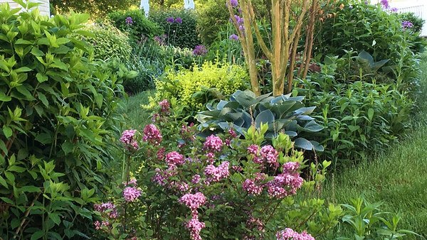 Agave 'Sharkskin' - Fine Gardening