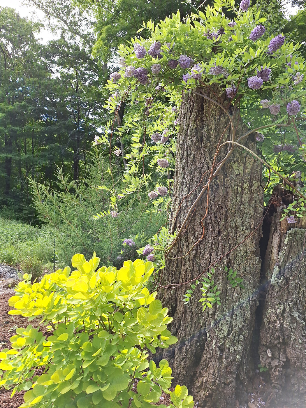 Cedro rojo oriental con glicina y arbusto de humo