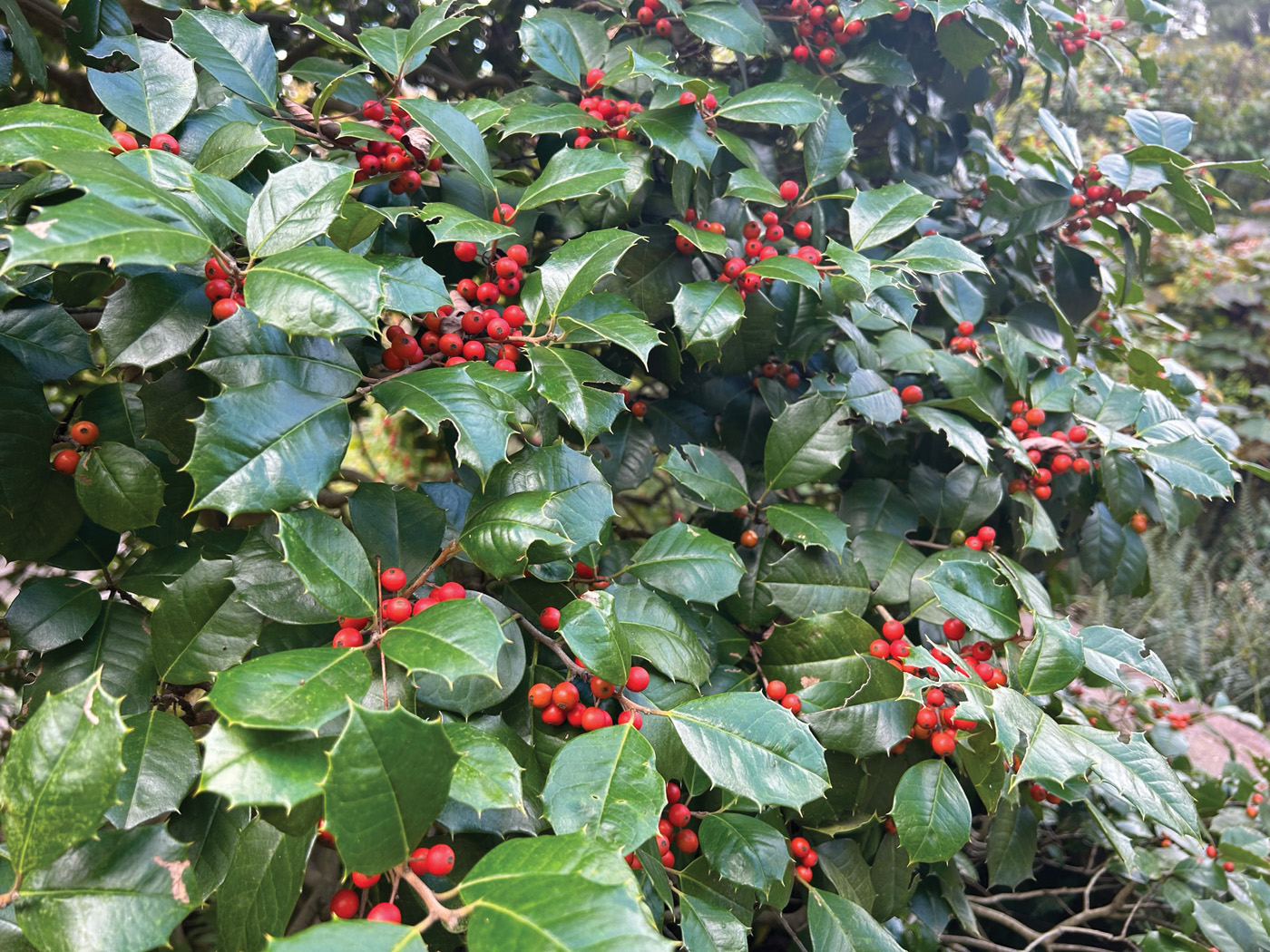 Acebo americano 'Montaña Satir' 