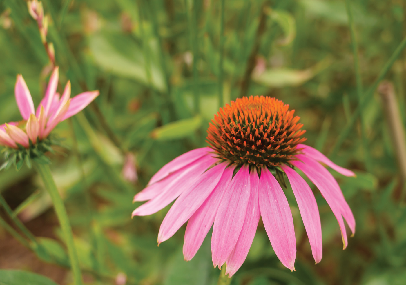 PowWow® Coneflower de bayas silvestres 