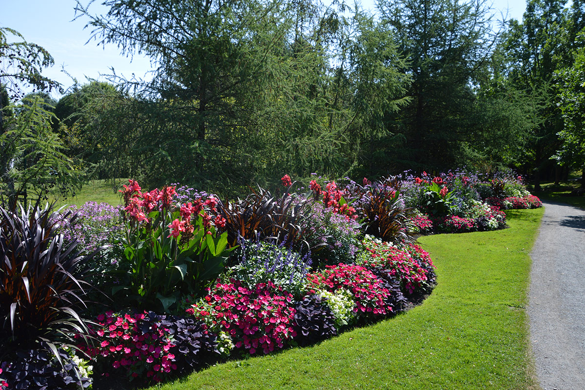 colorful garden border of annuals